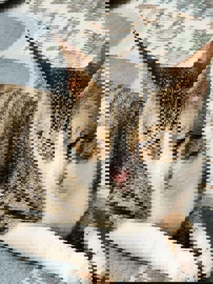 پادکست گربه ها 