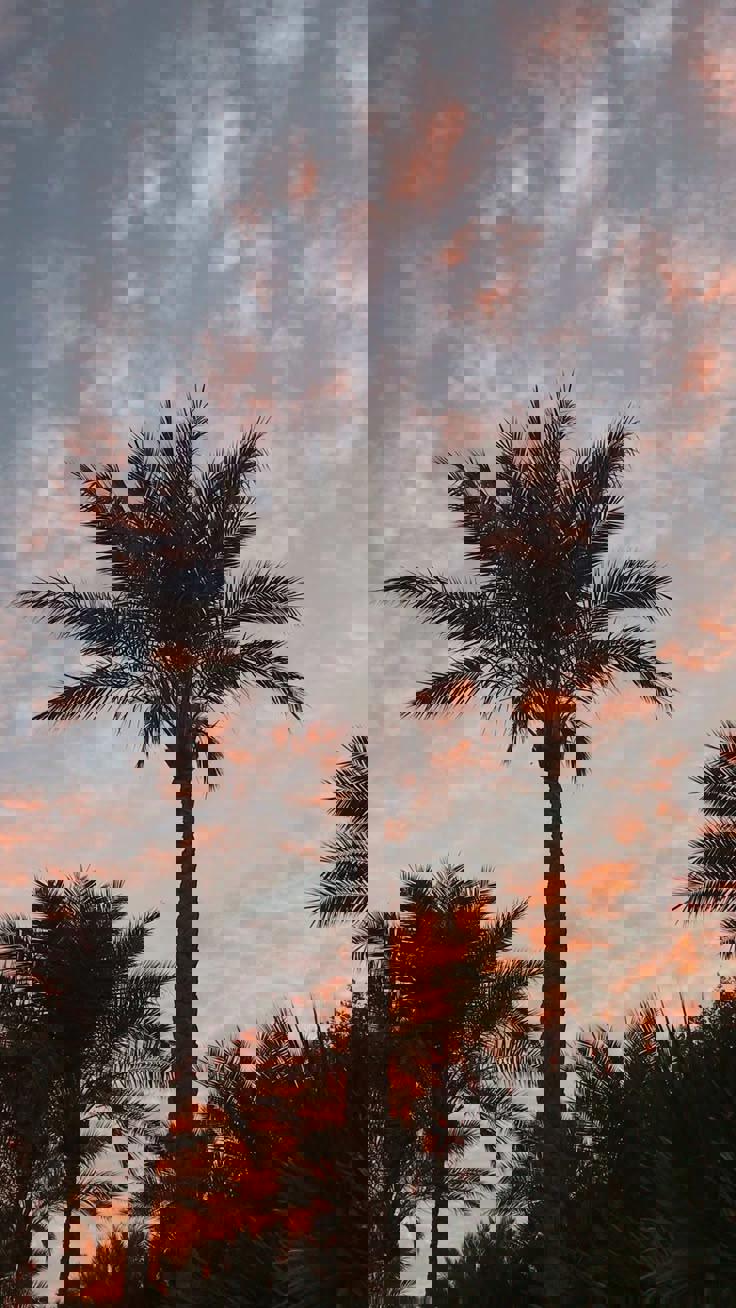 نخل،درختی که شبیه به آدمیزاد است🌴