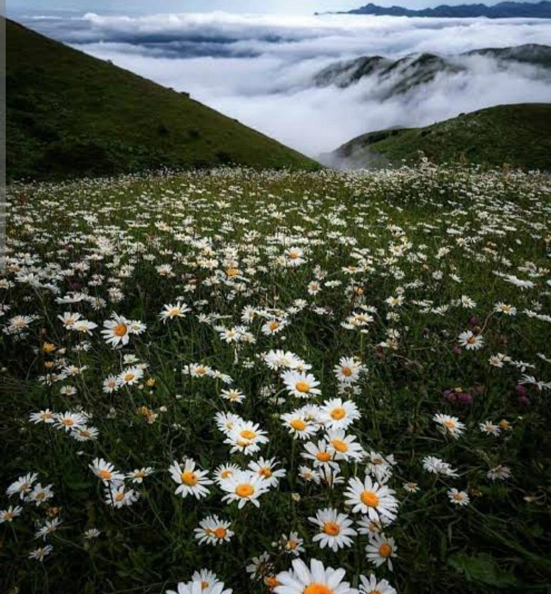 فیل پای طناب 