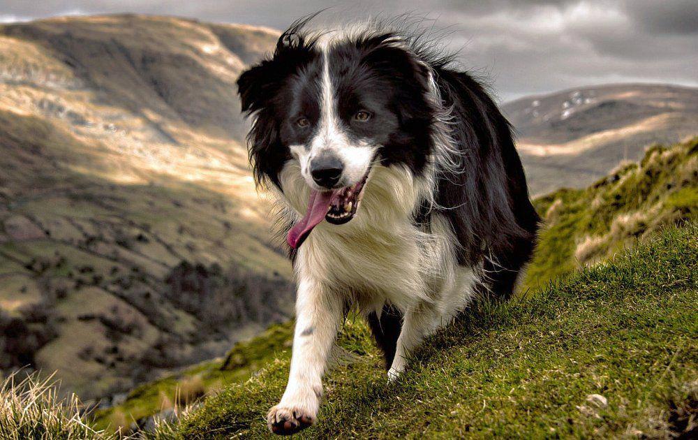 حسنعلی و سگش بنام باران