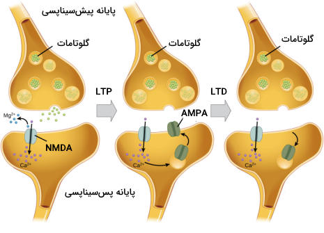 سیناپس تحریکی۲