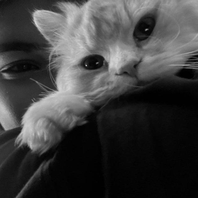 حکایت دورویش گربه