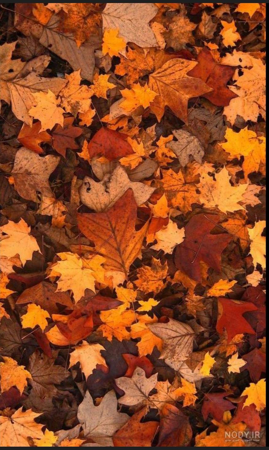 ترانه و سرود 