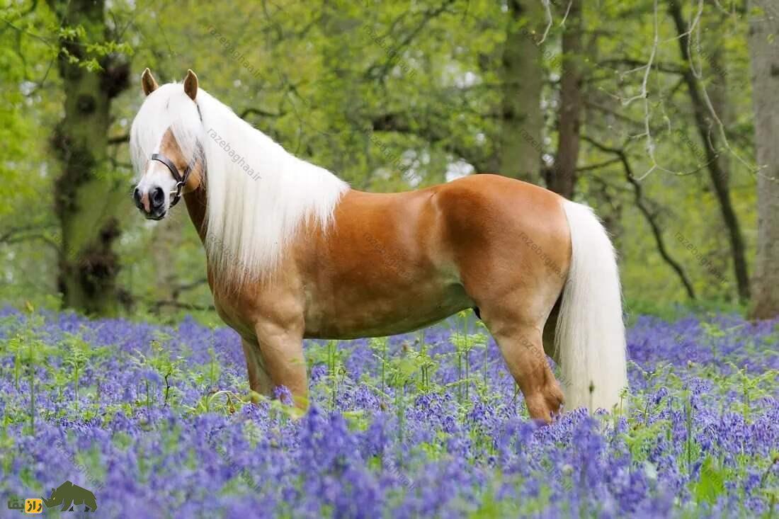 تئوری اثر اسب وحشی 