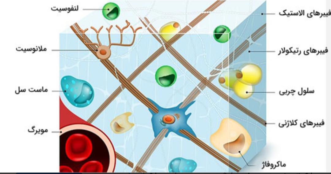 بافت همبند عصبی