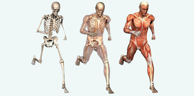 سیستم حرکتی