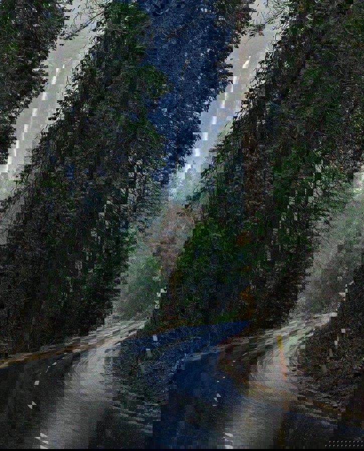 سایه های سبز 